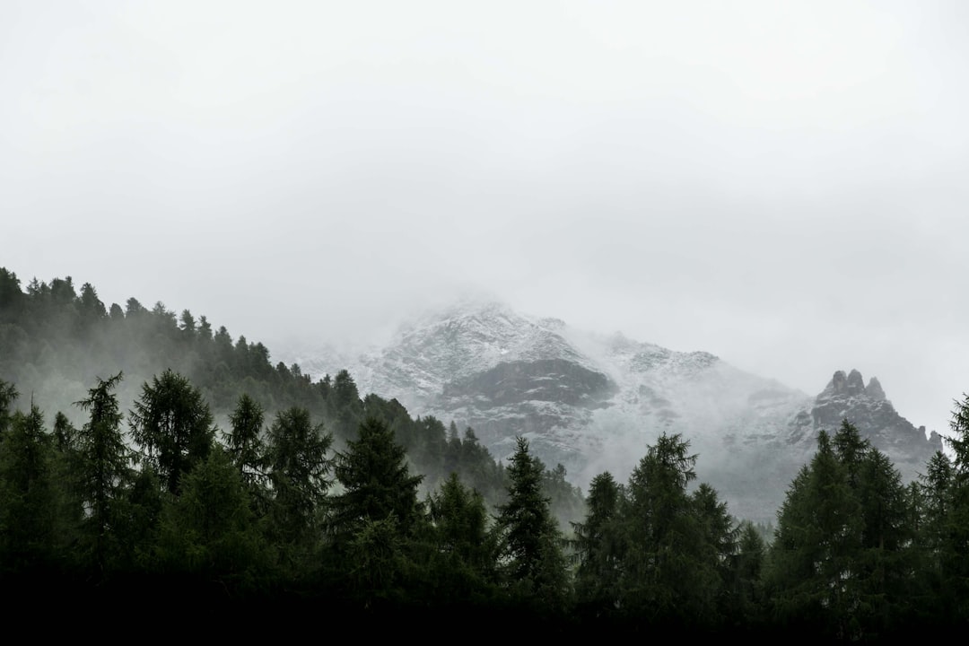 Photo Nature: Forest