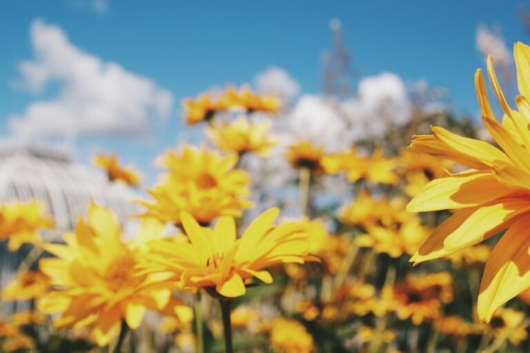 Photo Flower, Yellow